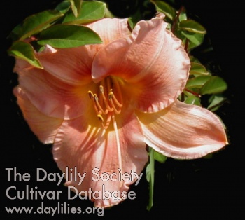 Daylily Cameo Coral